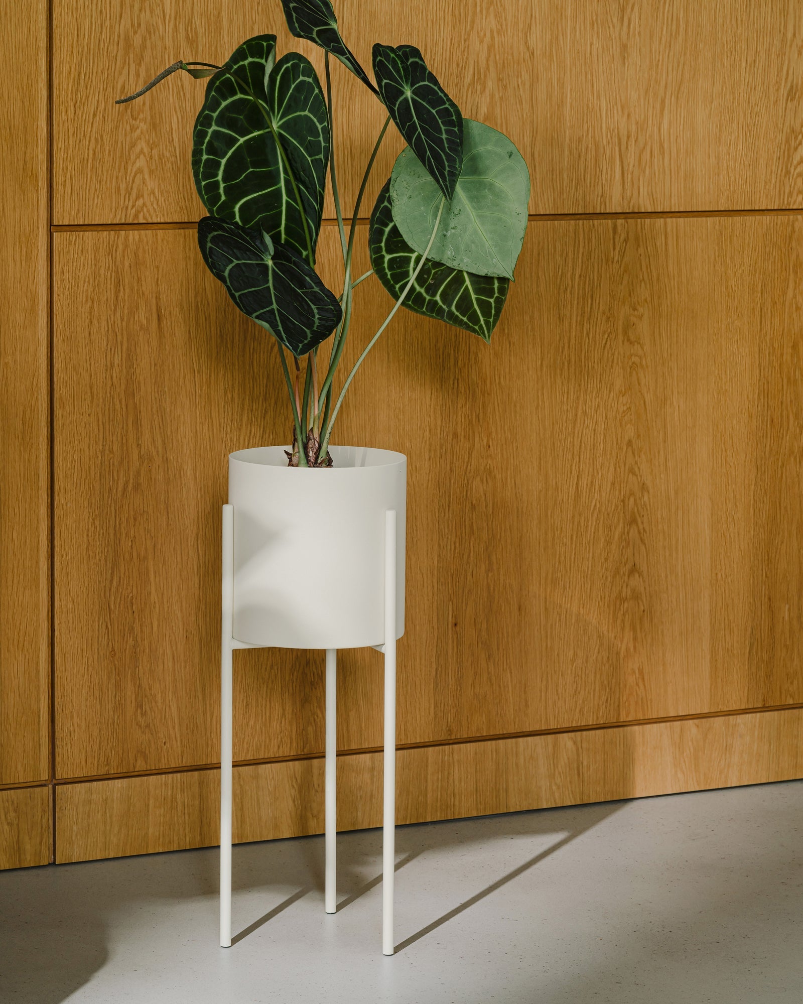 Maki Wide & Tall Bundle - nooma