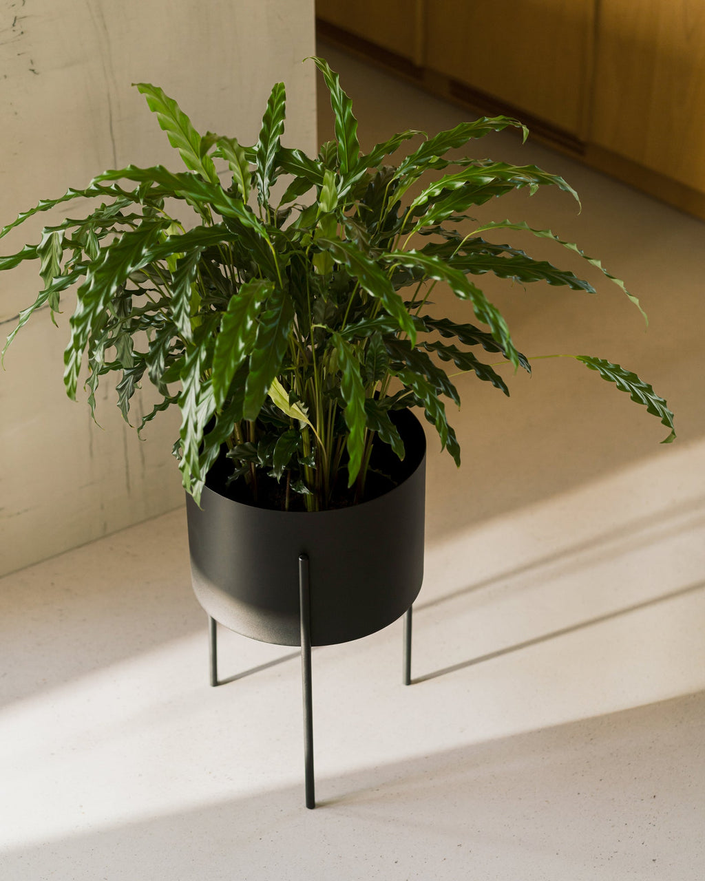 Maki Wide & Tall Bundle - nooma