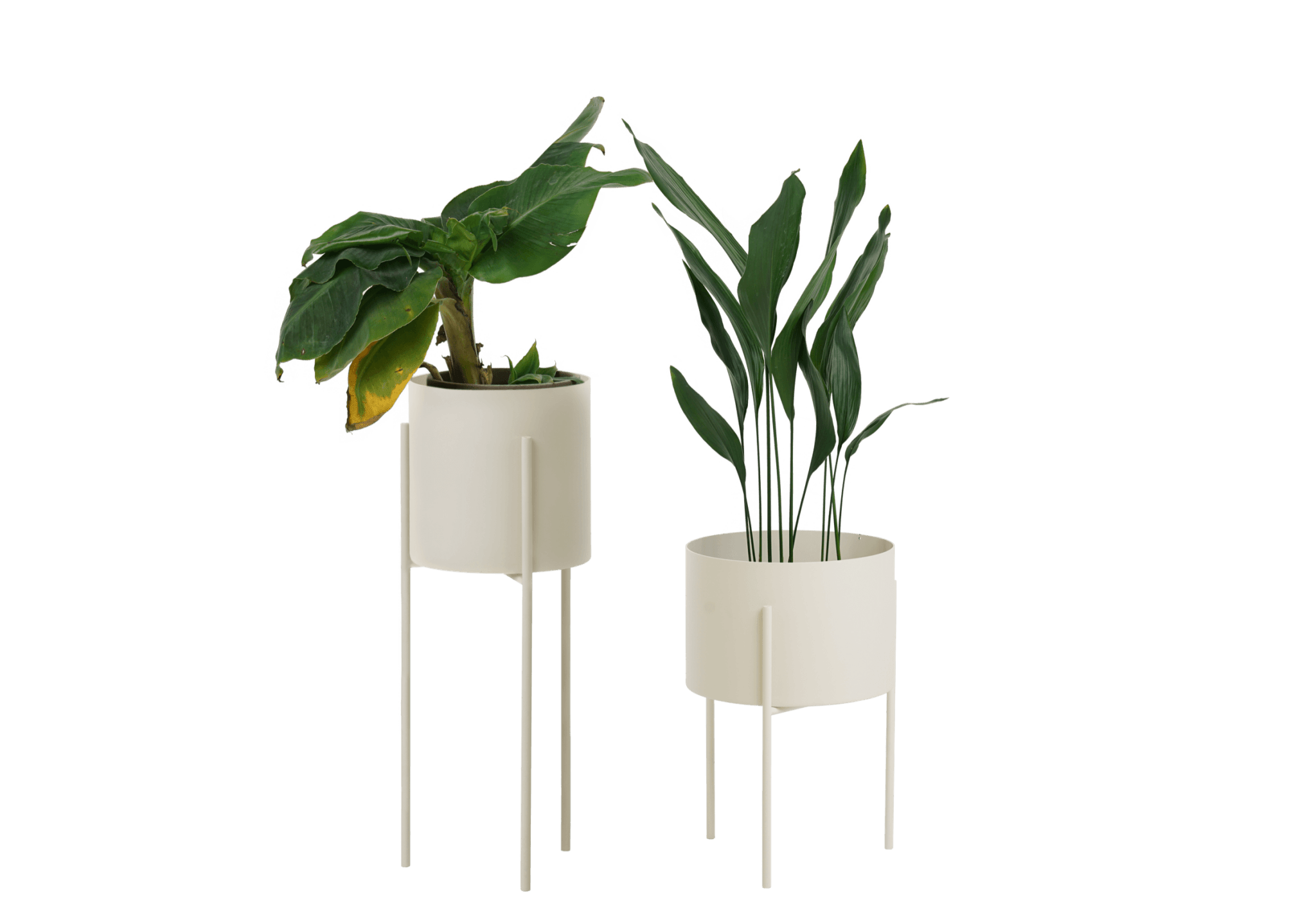 Maki Wide & Tall Bundle - nooma