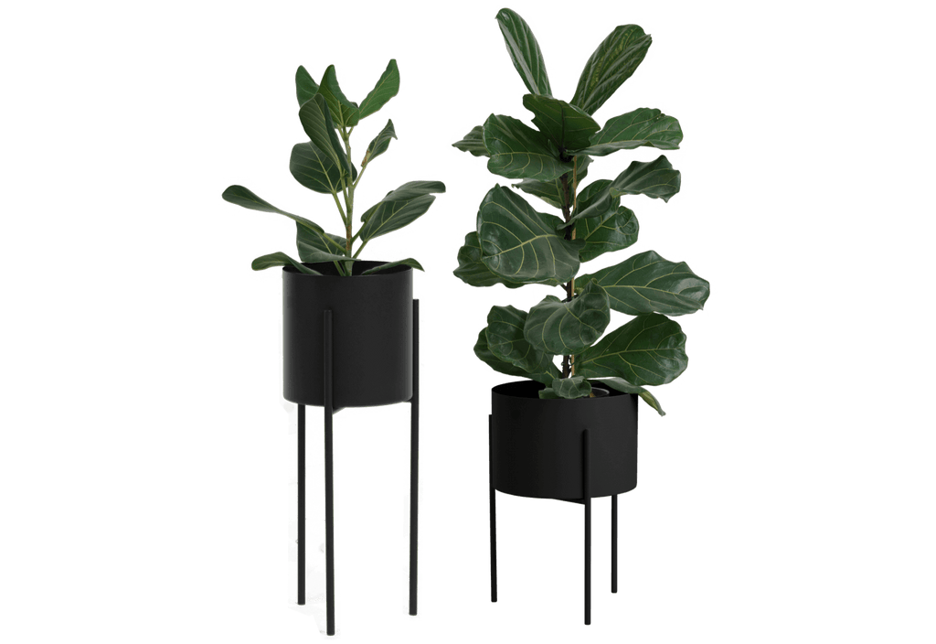 Maki Wide & Tall Bundle - nooma