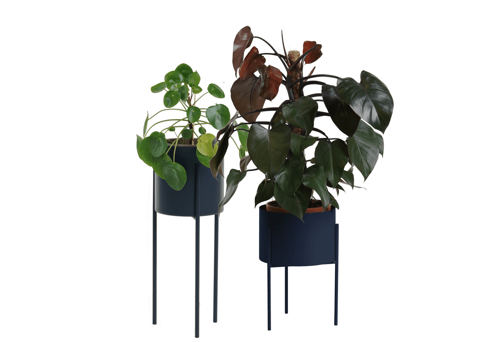 Maki Wide & Tall Bundle - nooma