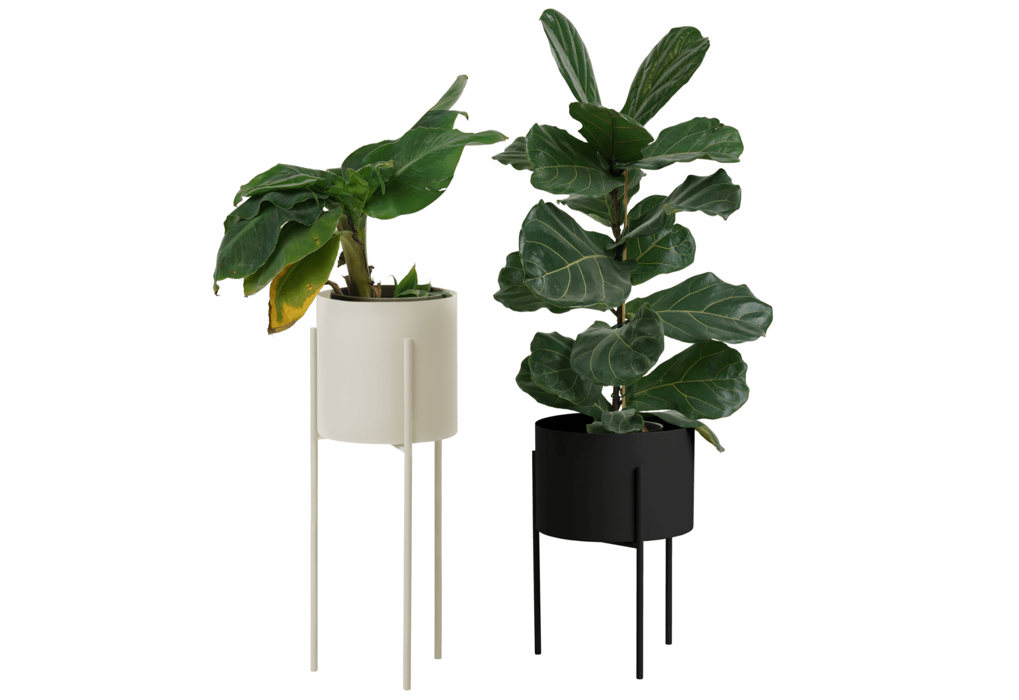 Maki Wide & Tall Bundle - nooma