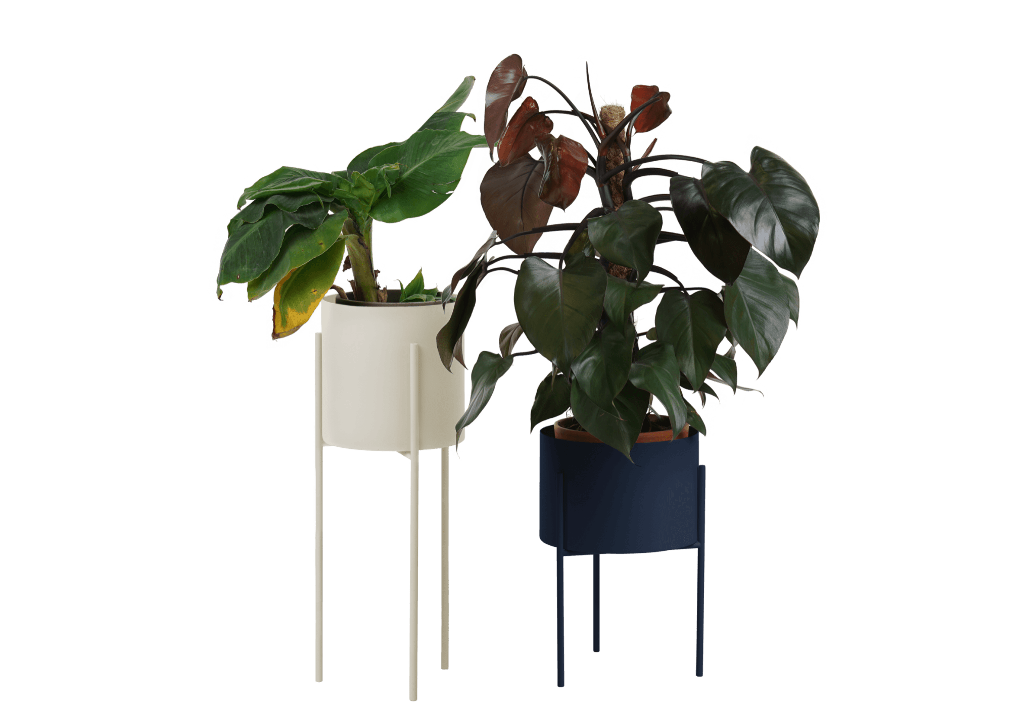 Maki Wide & Tall Bundle - nooma