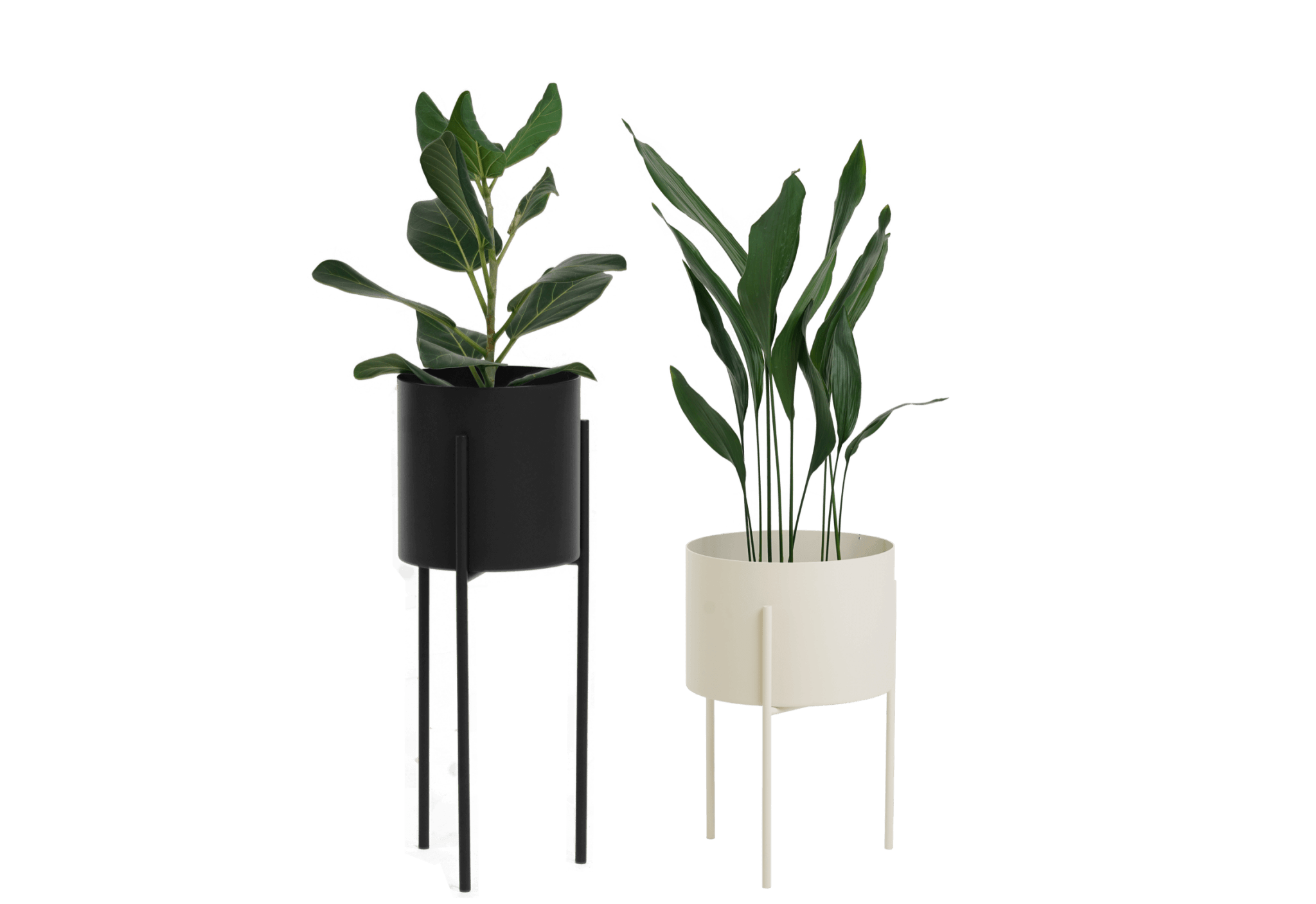 Maki Wide & Tall Bundle - nooma
