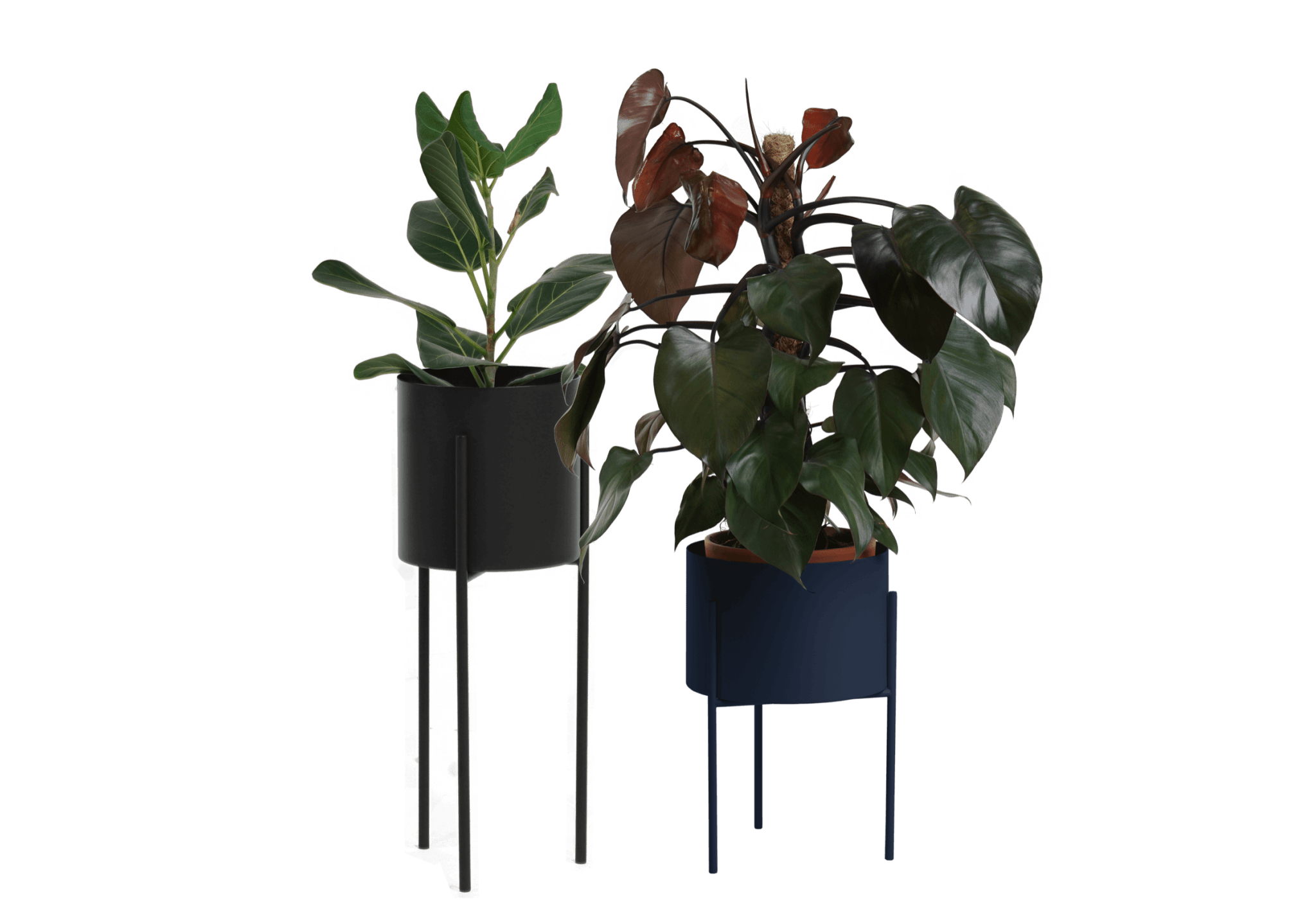 Maki Wide & Tall Bundle - nooma