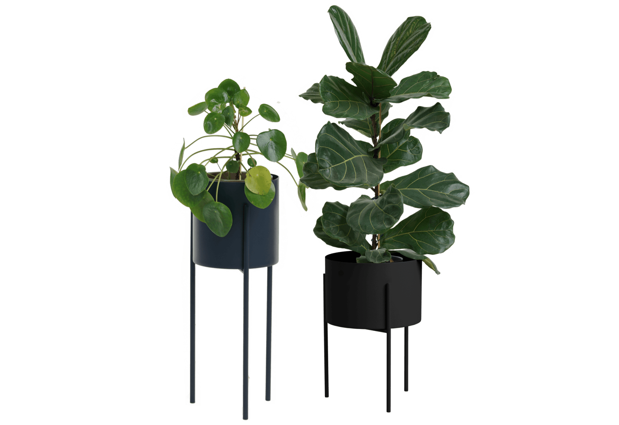 Maki Wide & Tall Bundle - nooma